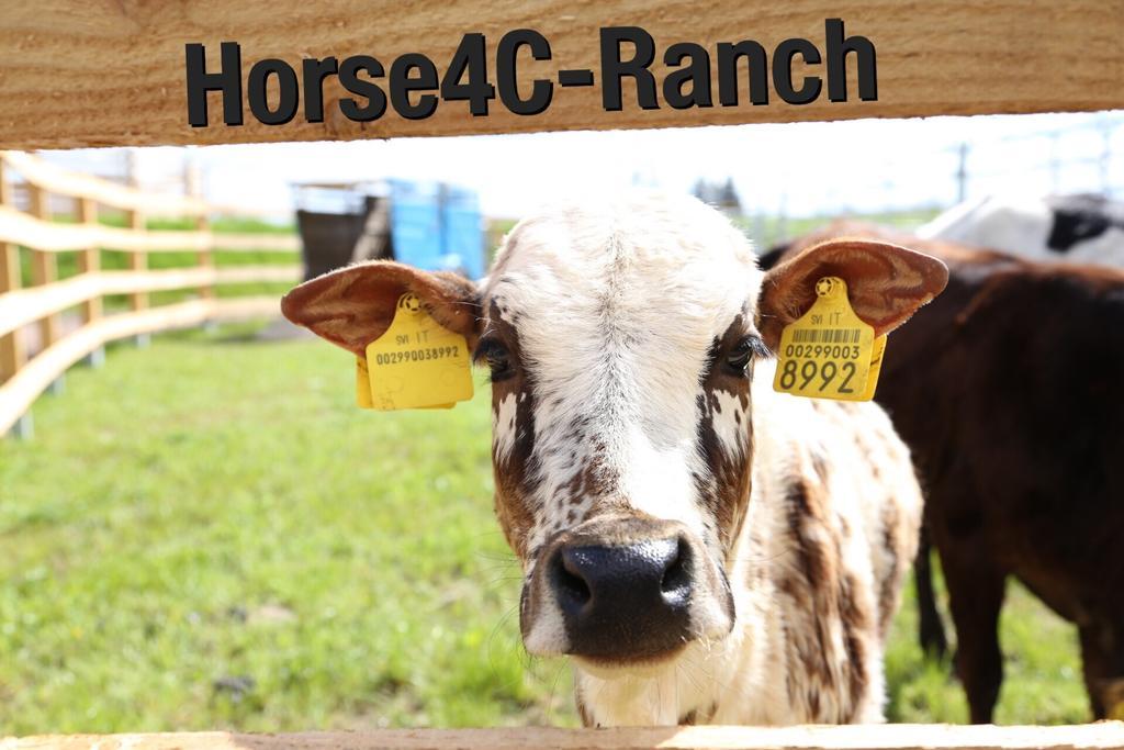 4C Horse Ranch Hotell Hainichen Eksteriør bilde